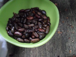 amazon jungle cocoa seeds dry