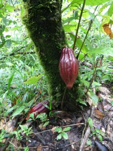 amazon jungle cocoa tree