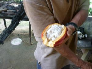 amazon jungle cocoa